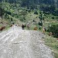 MTB_expedice/2006.07-2-Pyrenees/fotky/120-Pyrenees-Port_de_Cabris-kravy_(Matta_foto).jpg