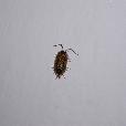 priroda/2003.03.rostliny/fotky/P5080045.JPG